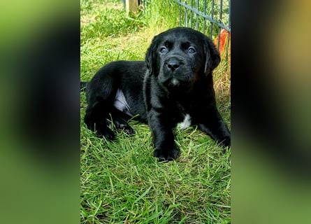 Labrador Welpen mit Ahnentafel, abzugeben ab Mitte /Ende Mai