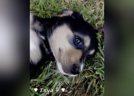 Eckie, Emma, Enya und Erin suchen ihre Familien ab Oktober