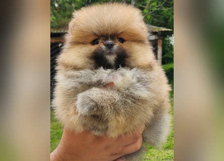 Pomeranian Boo Zwergspitz