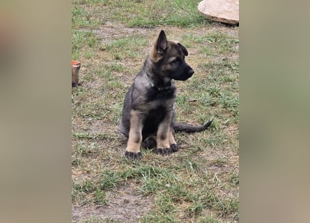 Dunkelgraue Schäferhunde aus Kör-u.Leistungzucht
