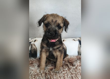 1 süße Border Terrier Hündin sucht ein liebevolles Zuhause