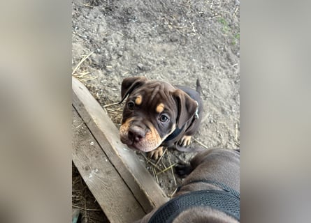 Exotic Bully Bulldog OEB Welpen Bulldogge