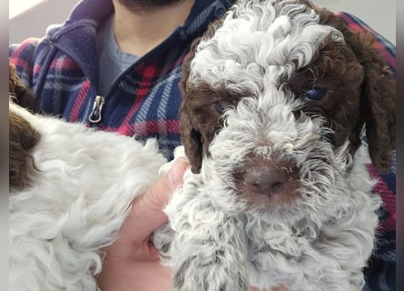 Lagotto Romagnolo welpen