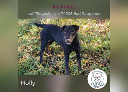 Holly: sucht DRINGEND ihre Endstelle zum Ankommen in 74906 Bad Rappenau