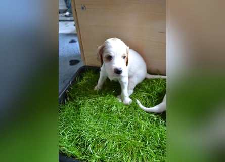 Traumfee - Irish Red and White Setter