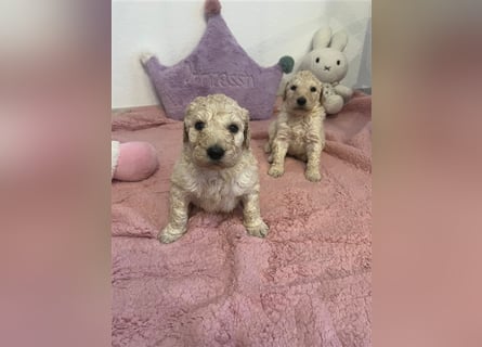 Wunderschöne Goldendoodle Welpen zu verkaufen Abgabe frühestens ab 06.12.24