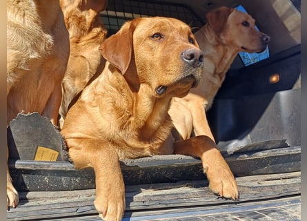 Labrador Welpen foxred, aus der Arbeitslinie