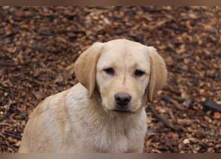 Liebevoller und kerngesunder Labrador Jungrüde in gelb sucht...