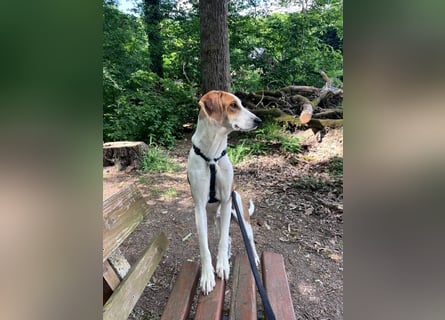 Verschmuster Familienhund Lona, zu besuchen in Bad Nauheim