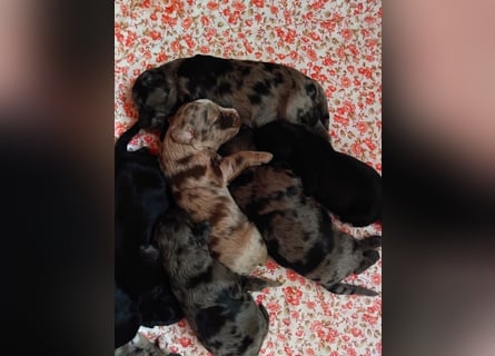 Aussiedoodle Welpen mini / medium F1