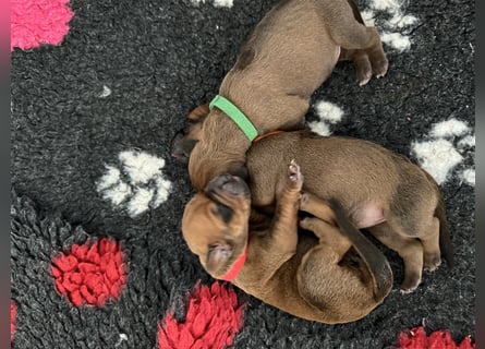 Rhodesien Ridgeback Welpen mit Papieren