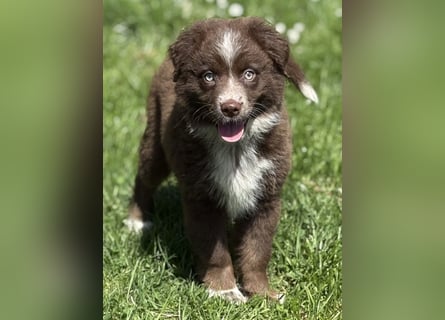 Tolle Australian Shepherd Welpen suchen Ihre Herzenfank