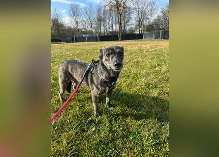 Lui - kleiner Hund mit großem Herz sucht 2te Chance