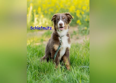 Australian Shepherd Welpen Rüden, ASCA