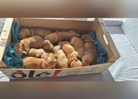 Golden Retriever Welpen