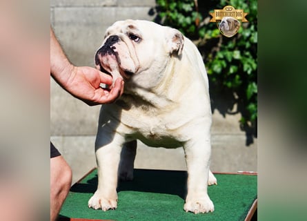 Junge reinrassige Englische Bulldogge FCI sucht ein liebevolles Zuhause und Familie