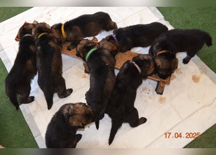 Dunkelgraue Schäferhunde aus Kör-u.Leistungzucht