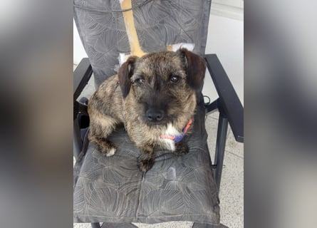 Mona – kleine Herzenshündin sucht ihr Für-immer-Zuhause