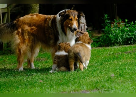 Familienfreundliche Colliewelpen