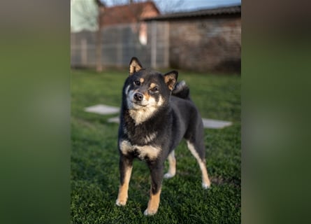 Shiba Inu beautiful puppies