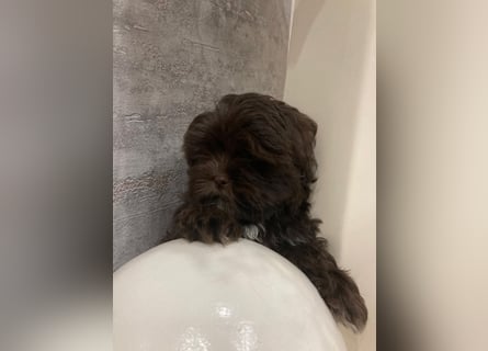 Shih-Tzu-Bolonka Welpen