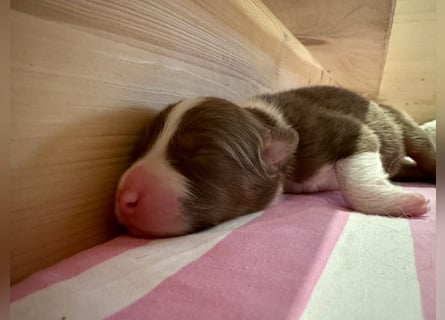 Red Tri Rüde, Australian Shepherd