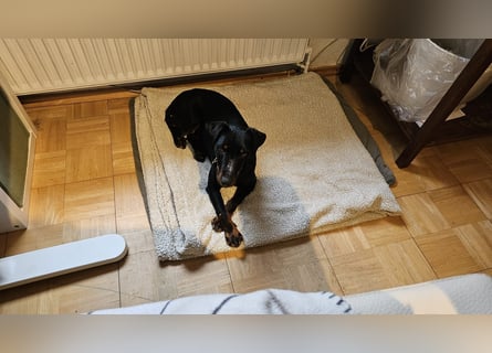 Holly: sucht DRINGEND ihre Endstelle zum Ankommen in 74906 Bad Rappenau
