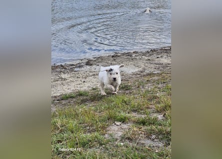 Spanische Wasserhund Welpen reinrassig
