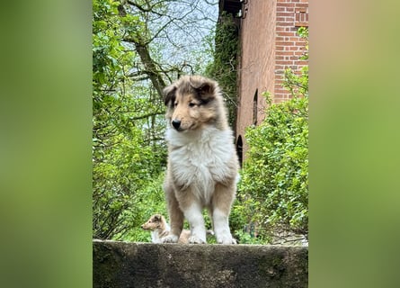 Colliewelpen im amerikanischen Typ