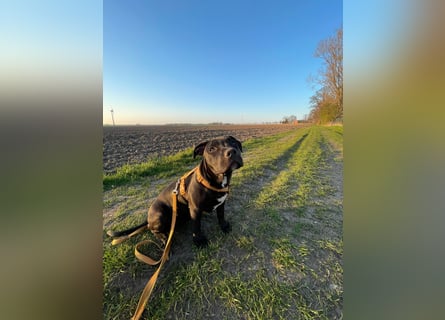 Zuckersüße xxl bully - pitbull hündin