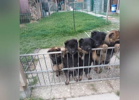 5 Reinrassige Schäferhundwelpen   abzugeben