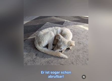 Carlo – ein kluger Dreikäsehoch auf der Suche nach seinem Platz im Leben (auf PS PLZ 87763)