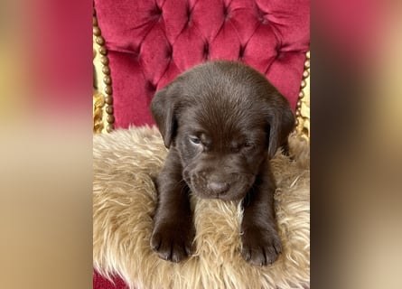 Zuckersüße Schoko Labradorwelpen
