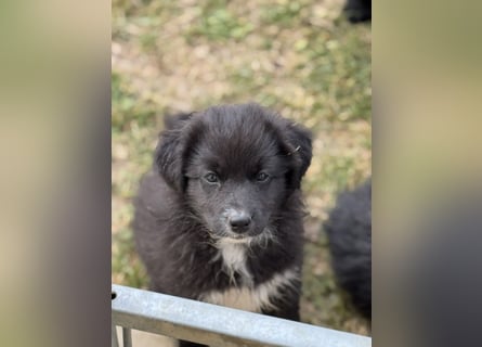 Australian Shepherd Welpen in  Black Bi