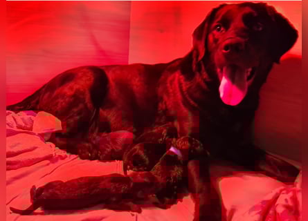 Auszug..Aussiedor F1 Familien und Therapiehund Labrador x Australien Shepherd