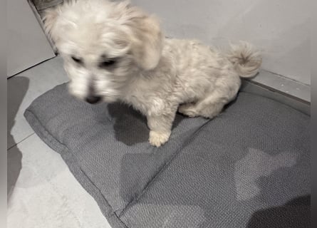 Malteser Bichon