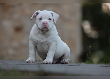 Unglaublich schöne American Bully Welpen!