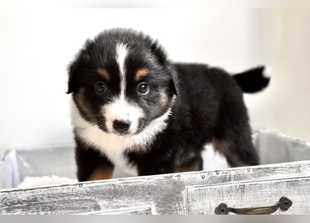 Miniature American Shepherd Welpen, Mini Aussies vom Züchter mit Papieren