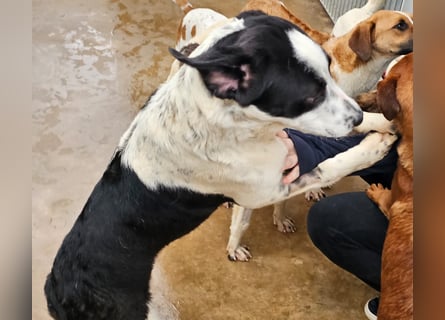 Milla - Gute-Laune-Hund wartet auf Sie