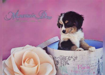 Miniature Australian Shepherd/Mini Aussie Welpen