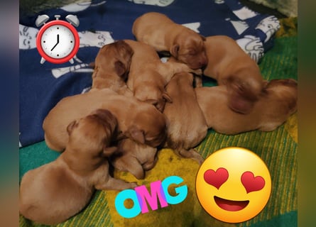 Zauberhafte Labradorwelpen, foxred
