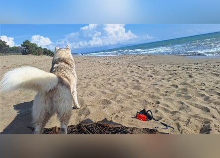 Alaskan Malamute oder Husky(?) sucht liebevolles und aktives Zuhause