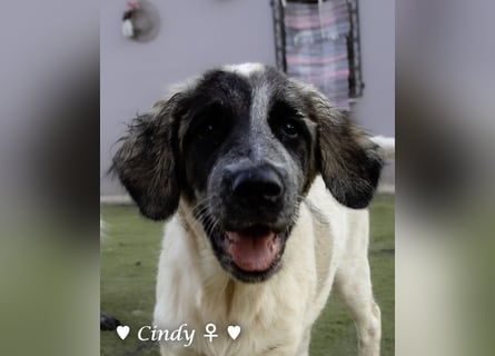 Cindy und Carla suchen ab Mitte Juli ein Zuhause