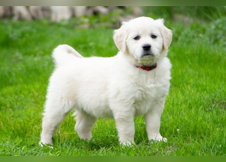 Goldenretriever Welpen