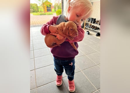 Mayar Vizsla Welpen
