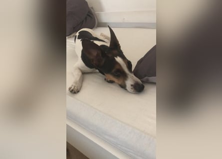 Reinrassiger Jack Russell Terrier