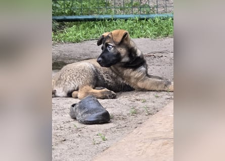 Dunkelgraue Schäferhunde aus Kör-u.Leistungzucht
