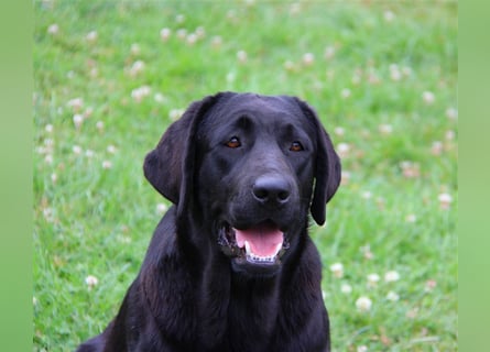 Unsere bildhübschen, vitalen Labradorwelpen sind gelandet!