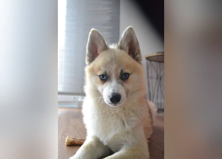 Pomsky Deckrüde