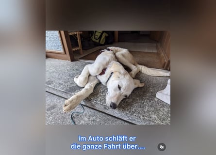Carlo – ein kluger Dreikäsehoch auf der Suche nach seinem Platz im Leben (auf PS PLZ 87763)
